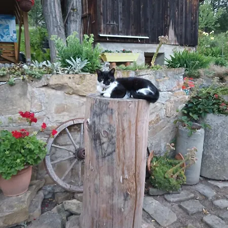 Margaretka *